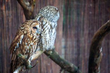 large gray spotted owl sleeping