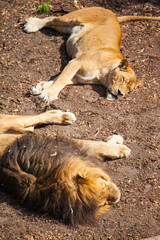 adult lioness resting in the sun