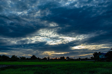 Fototapeta premium The sunset behind paddy fields and trees.