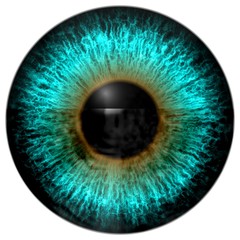 Blue and brown eye texture with black fringe and white background