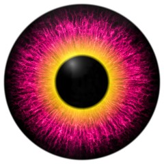 Purple and yellow eye with black fringe and white background