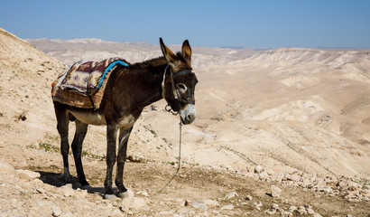 Donkey overlooking desert at Wadi Quelt above Monastery of Saints George in Palestine