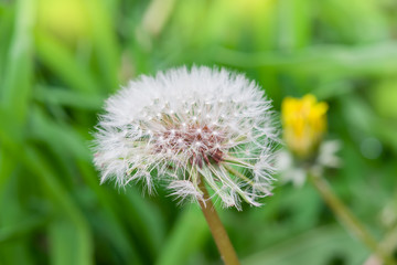 Ripe dandelion seeds close-up, spring beautiful landscape, selective focus, macro
