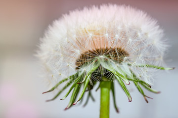 Ripe dandelion seeds close-up, spring beautiful landscape, selective focus, macro
