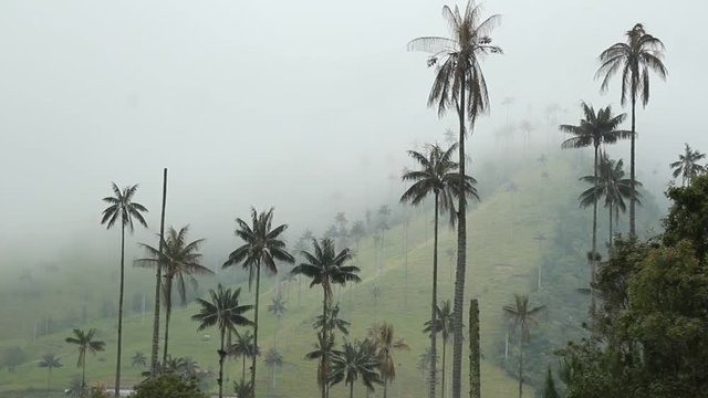 View of the wax palm trees in the mist, Cocora valley, Colombia