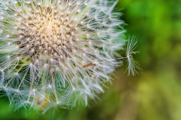 Fototapeta premium Ripe dandelion seeds close-up, spring beautiful landscape, selective focus, macro 