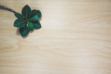 Leafs Adenium obesum on wood background