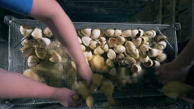 Top view of broken eggshells and ducklings being removed from them