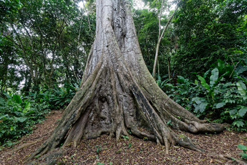 Les racines immenses d'un jeune fromager ou kapokier en Guyane française.