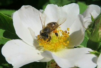 Bee on a rosehips flower in the garden in spring, closeup