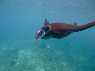 Reef manta ray-Manta alfredi-Riffmanta in the waters around Komodo Island- Mantapoint Komodo National Park, Labuhanbajo, Flores