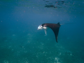 Obraz premium Reef manta ray-Manta alfredi-Riffmanta in the waters around Komodo Island- Mantapoint Komodo National Park, Labuhanbajo, Flores