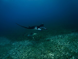 Reef manta ray-Manta alfredi-Riffmanta in the waters around Komodo Island- Mantapoint Komodo National Park, Labuhanbajo, Flores