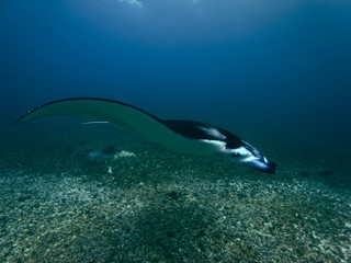 Obraz premium Reef manta ray-Manta alfredi-Riffmanta in the waters around Komodo Island- Mantapoint Komodo National Park, Labuhanbajo, Flores