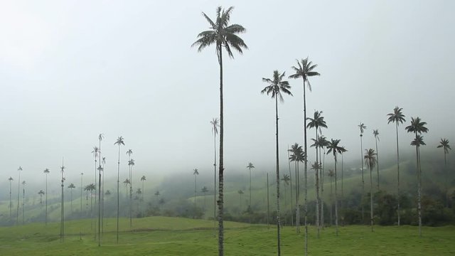View of the wax palm trees in the mist, Cocora valley, Colombia