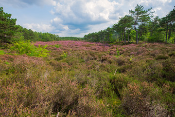 Blühende Heidelandschaft in den Dünen von Schoorl/NL