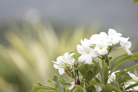 flower, spring, nature, white, flowers, green, daisy, plant, blossom, garden, summer, bloom, flora, yellow, grass, field, macro, meadow, beautiful, floral, beauty, close-up, closeup, anemone