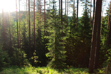 sun and coniferous forest of pine and fir in the reserve. Leningrad Region, Russia