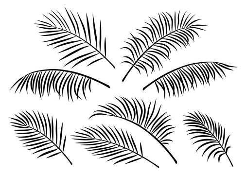 tropical set of palm leaves
