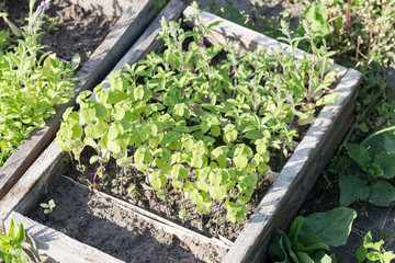 Mint and sage culinary herb seedlings
