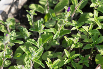 Sage culinary herb seedlings
