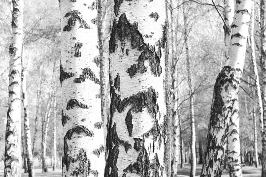 Fototapeta black-and-white photo with white birches with birch bark in birch grove among other birches