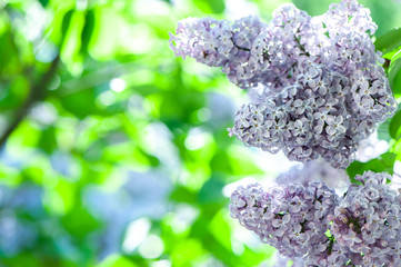 Delicate lilac on green, natural background, space for text, postcard