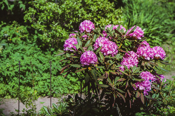 pink Rhododendron in the garden close-up, space for text