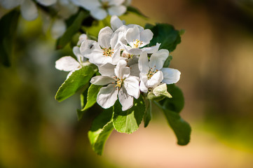 Floral spring gentle background, blooming cherry sakura branches in blue and pink tones. Space for text