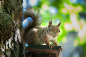 beautiful squirrel sits on a tree and holds a nutlet, a portrait of a close-up, a look at the camera