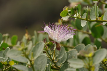 Pantelleria © Renato