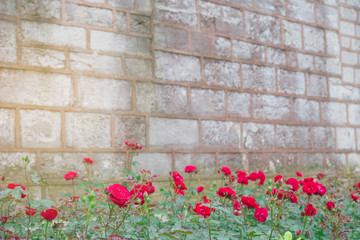 Roses on an old wall Old brick wall, hundreds of years old, with climbing roses blossoming.