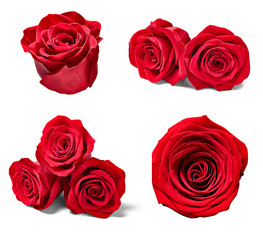 flower rose petal blosspm background