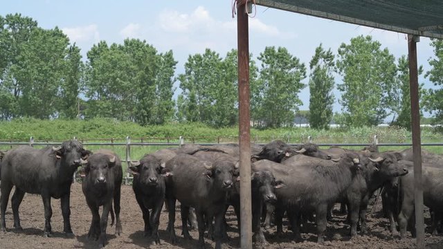 "4K buffaloes grazing in a dairy farm"