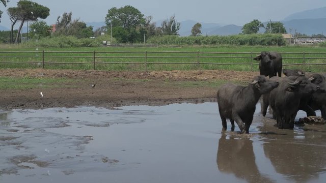 "4K buffaloes grazing in a dairy farm"