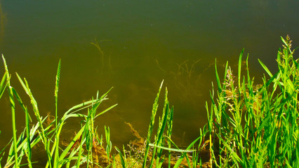 Green grass on the lake.