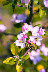 Fototapeta na wymiar blooming apple tree in the garden