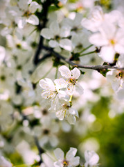 cherry blossoms in the spring