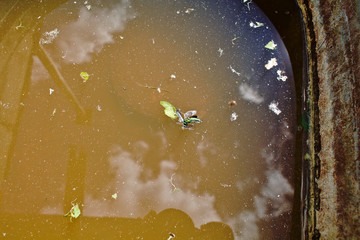Rusty zinc tank with dirty water and drowned insects