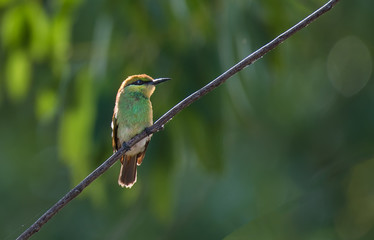 Merops orientalis or Green Bee - eater / little green bee-eater on the branch.