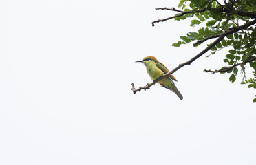 Merops orientalis or Green Bee - eater / little green bee-eater on the branch.