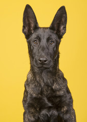 Portrait of a pretty young dutch shepherd looking at the camera isolated on an yellow background