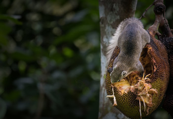 Squirrels are eating jackfruit.
