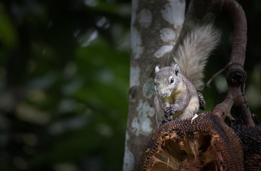 Squirrels are eating jackfruit.