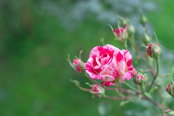 Pink roses in the garden.