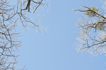 Christmas, winter background with frosty tree. Seasonal backdrop for new year greeting card design