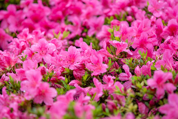 Obraz premium Close-up on many pink small field of flowers.