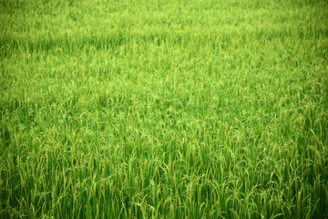 rice field produce grains
