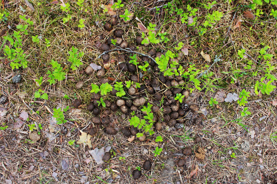 the excrement of wild elk Alces alces in the woods, lying on the ground in the summer. Leningrad Oblast, Russia.