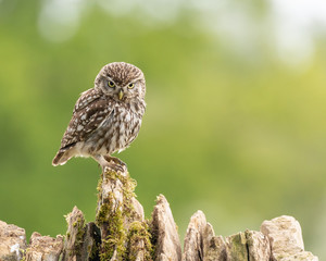 Little Owl (Athene noctua) perched on dry stone wall